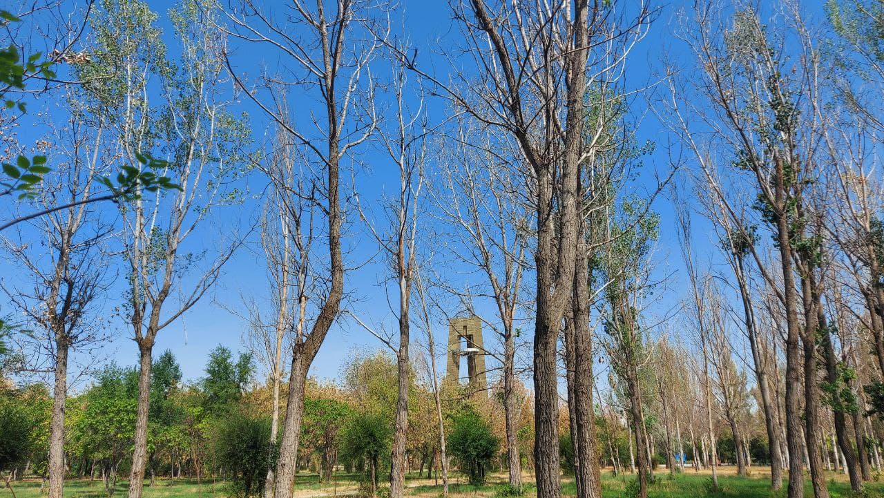 Последствия засухи в Бишкеке. В гибели сотен деревьев в парке Победы виноваты Минсельхоз и река Ала-Арча